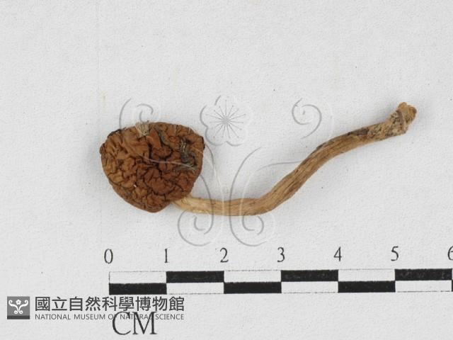 登錄號:F0027115藏品圖，第1張