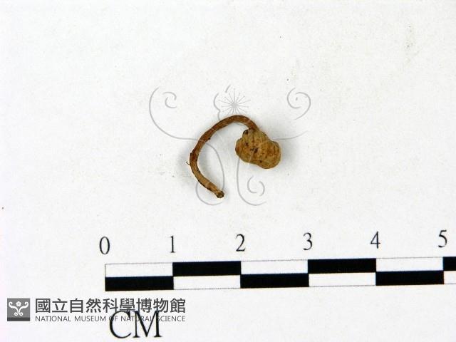 登錄號:F0023115藏品圖，第1張