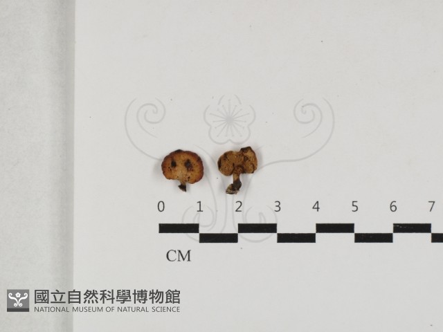 多孔菌屬藏品圖，第1張