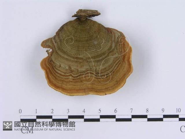 蠔韌革菌藏品圖，第1張