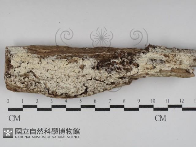 Accession Number:F0030015 Collection Image, Figure 1, Total 2 Figures