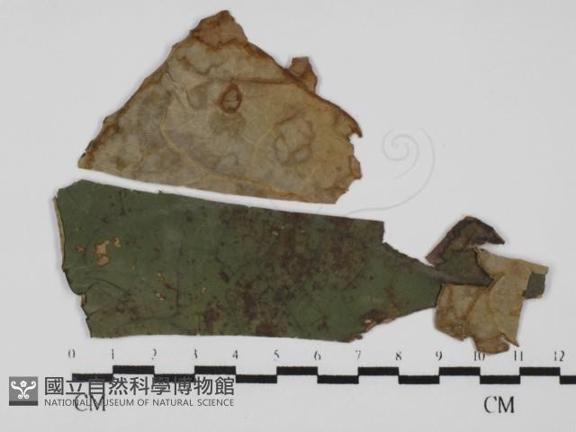 登錄號:F0031015藏品圖，第1張