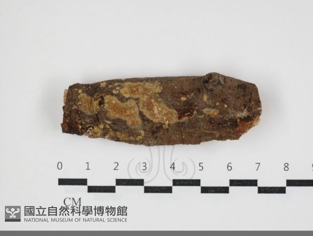 登錄號:F0034015藏品圖，第1張