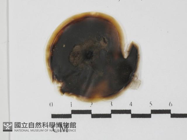 登錄號:F0022015藏品圖，第1張