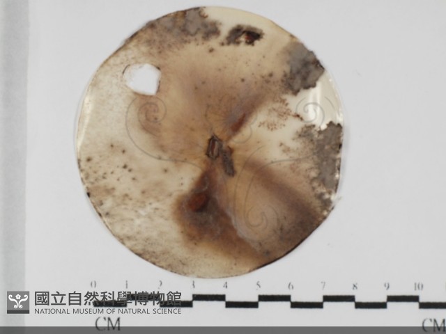 登錄號:F0032015藏品圖，第1張