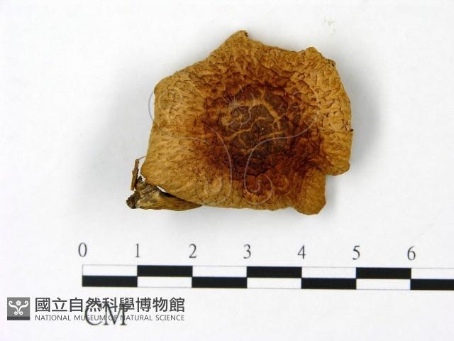 登錄號:F0023015藏品圖，第1張