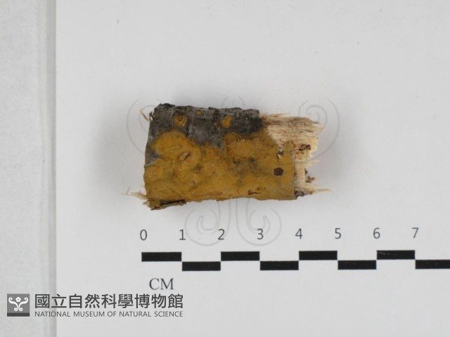登錄號:F0033015藏品圖，第1張