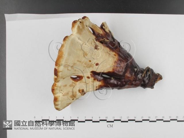 登錄號:F0020315藏品圖，第1張