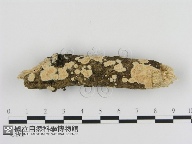 登錄號:F0010315藏品圖，第1張