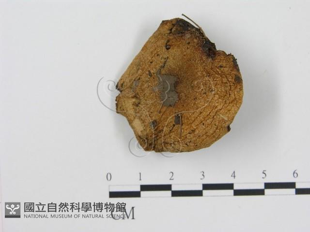 登錄號:F0016315藏品圖，第1張