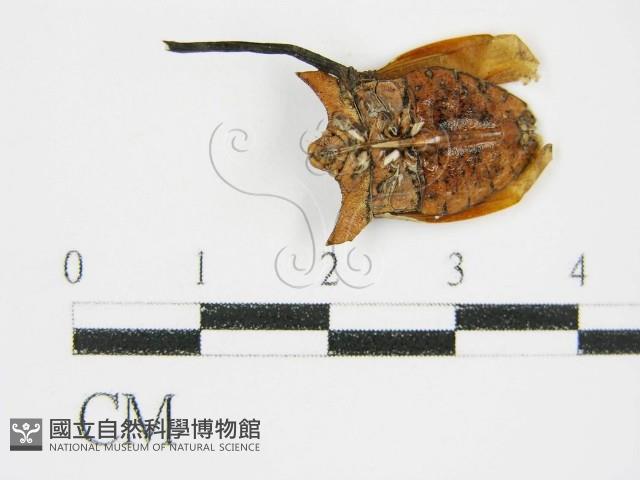 登錄號:F0011315藏品圖，第1張