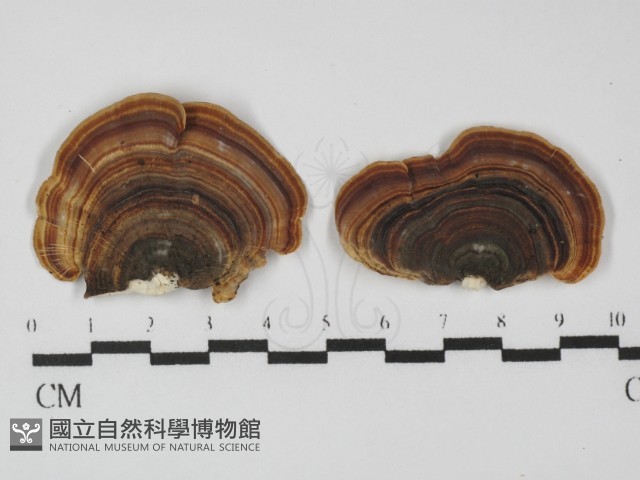 小孔菌屬藏品圖，第1張