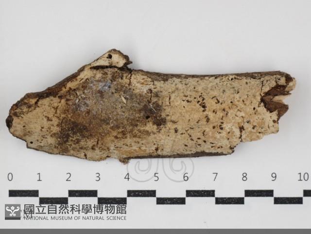 登錄號:F0034315藏品圖，第1張