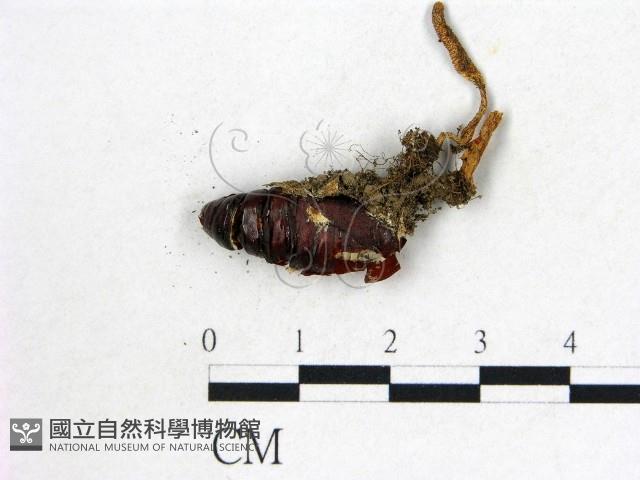 登錄號:F0022315藏品圖，第1張