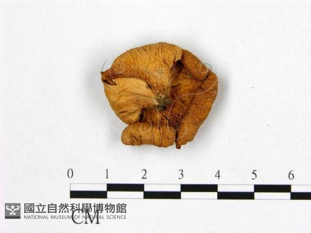 登錄號:F0012315藏品圖，第1張