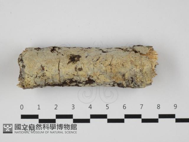 登錄號:F0032315藏品圖，第1張