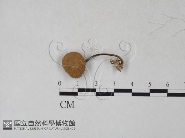 登錄號:F0027315藏品圖，第1張