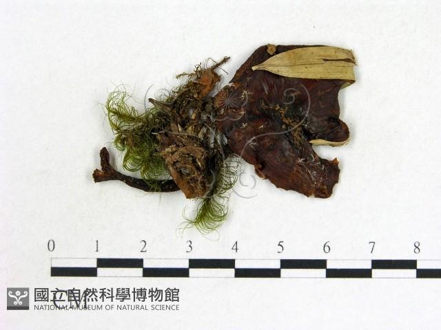 登錄號:F0013315藏品圖，第1張