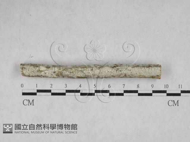 登錄號:F0028255藏品圖，第1張