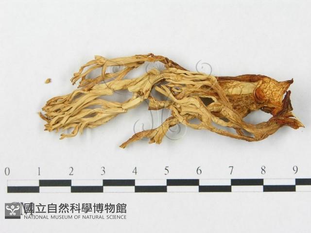 登錄號:F0008255藏品圖，第1張
