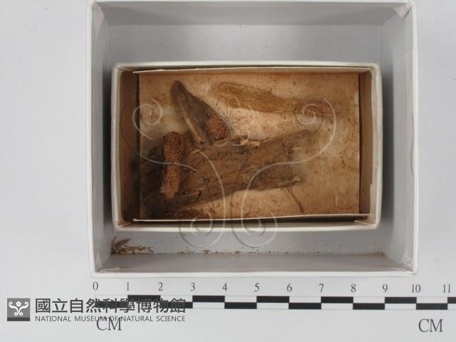 登錄號:F0018255藏品圖，第1張