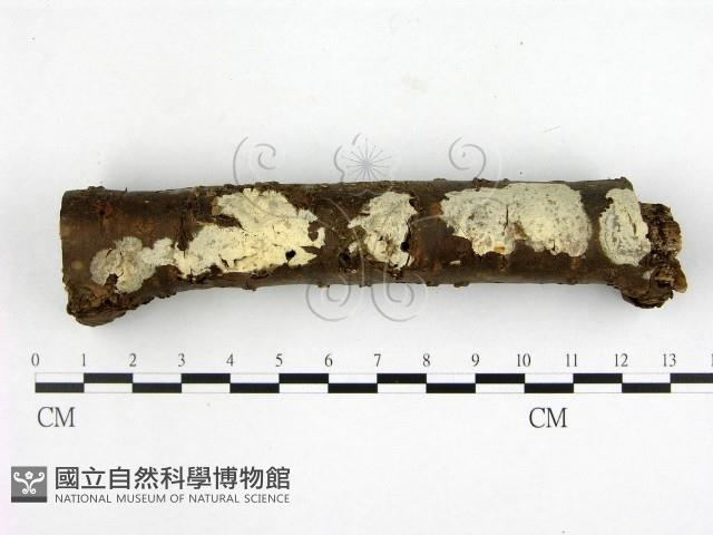 燈籠囊擬射脈菌藏品圖，第1張