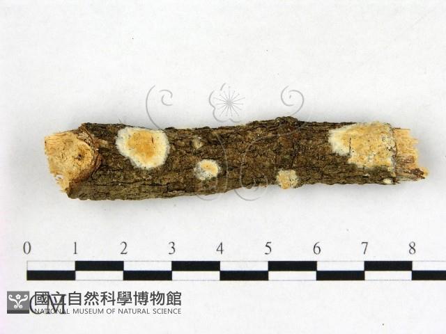 登錄號:F0010255藏品圖，第1張