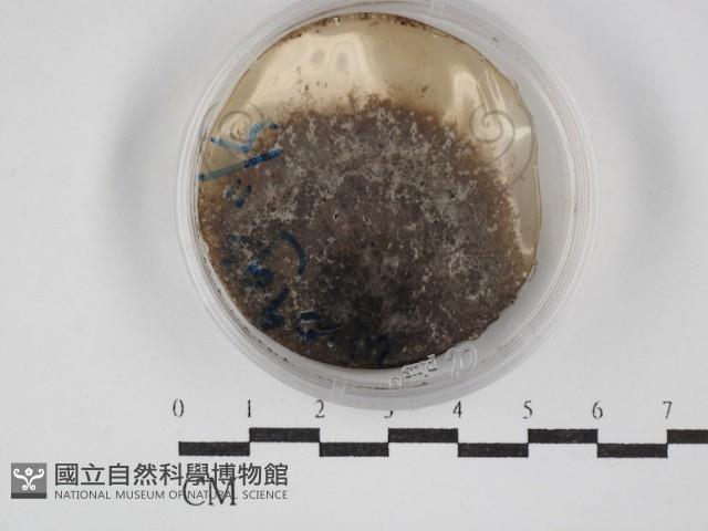 登錄號:F0030255藏品圖，第1張