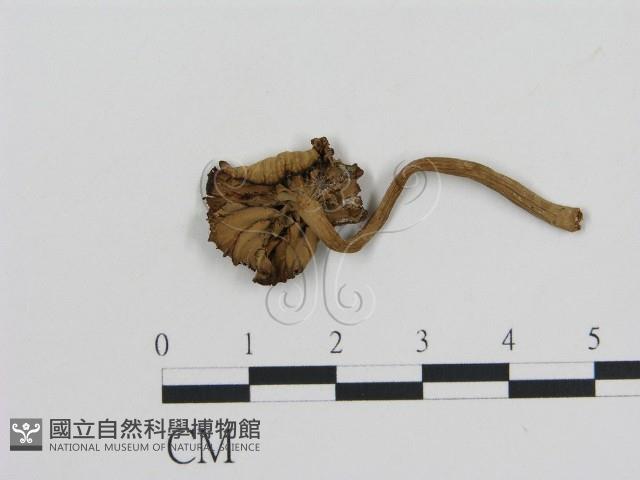 登錄號:F0016255藏品圖，第1張