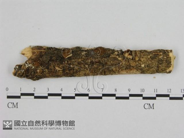 登錄號:F0001255藏品圖，第1張