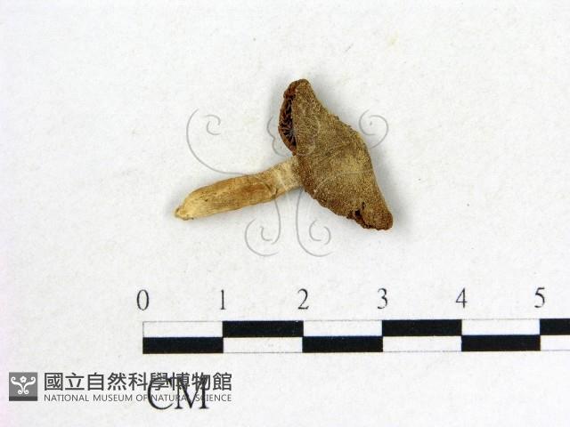 登錄號:F0011255藏品圖，第1張