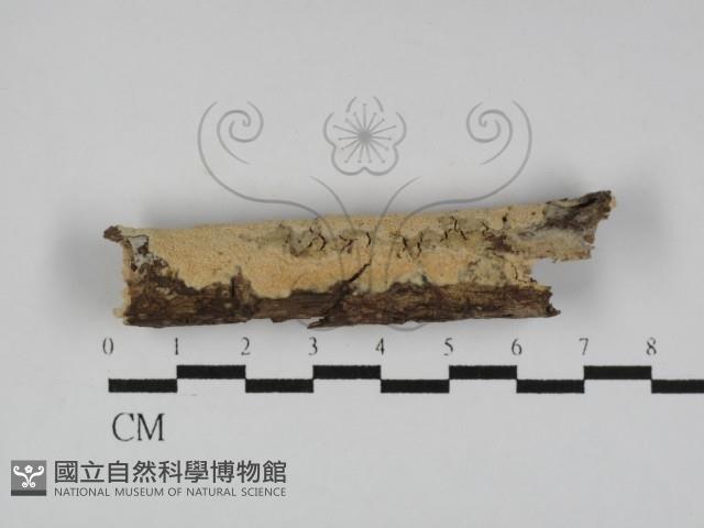 登錄號:F0031255藏品圖，第1張