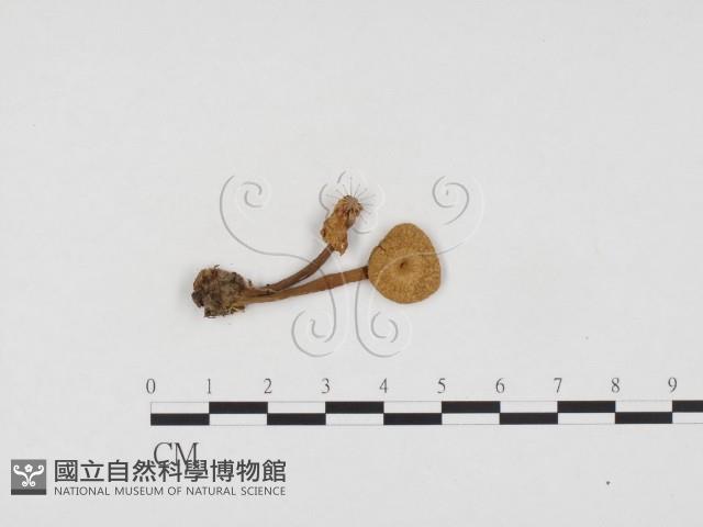 登錄號:F0024255藏品圖，第1張