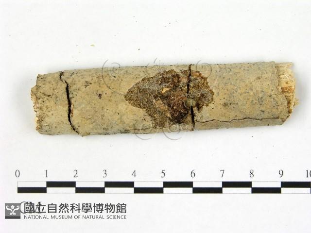 刺皮菌屬藏品圖，第1張