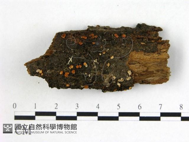 登錄號:F0012255藏品圖，第1張