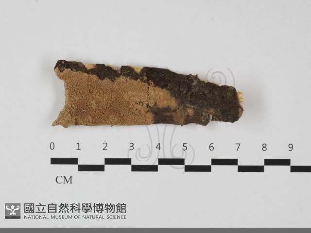登錄號:F0032255藏品圖，第1張