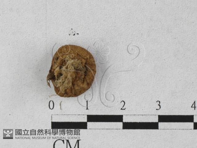 登錄號:F0027255藏品圖，第1張