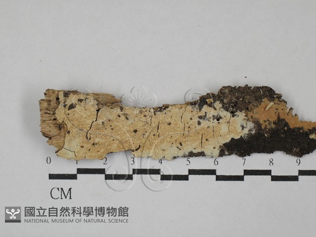 登錄號:F0029255藏品圖，第1張