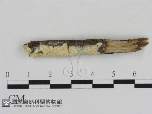 登錄號:F0009255藏品圖，第1張