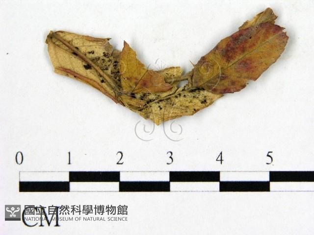 登錄號:F0019255藏品圖，第1張