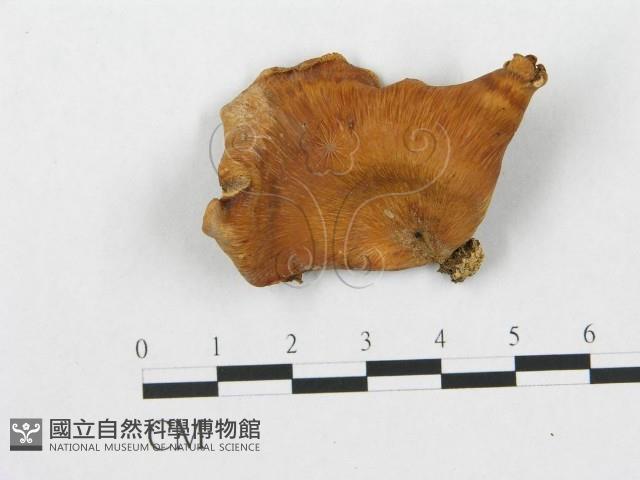 登錄號:F0003255藏品圖，第3張