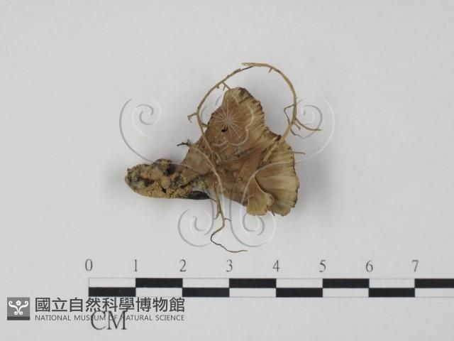 棕色革菌藏品圖，第1張