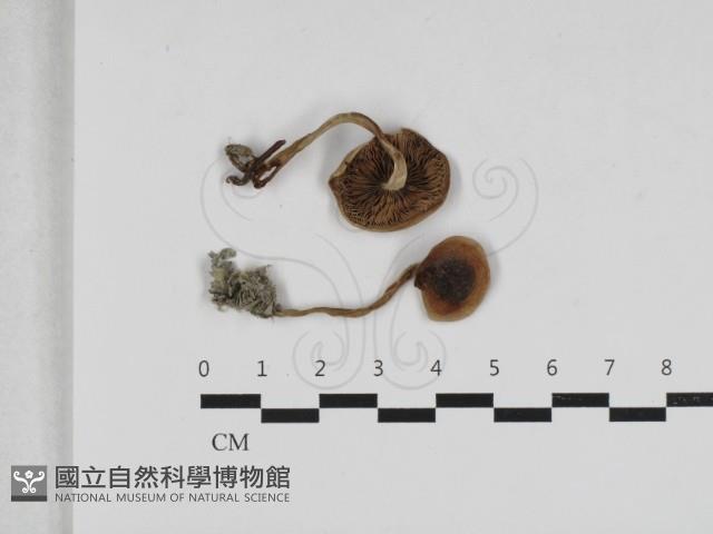 登錄號:F0033255藏品圖，第1張