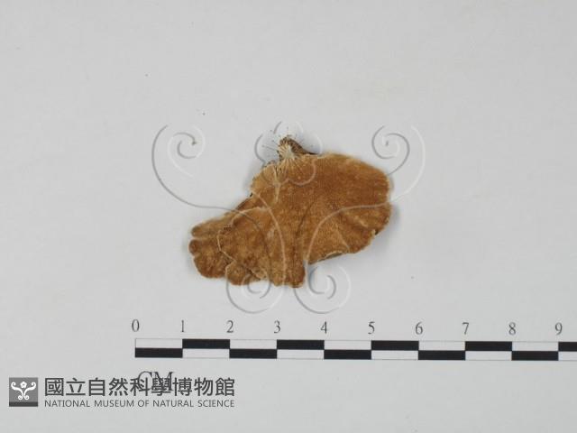 雲芝藏品圖，第1張