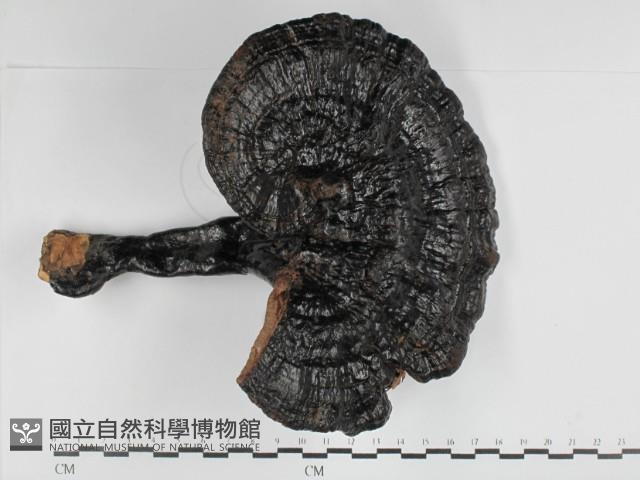 登錄號:F0018855藏品圖，第1張
