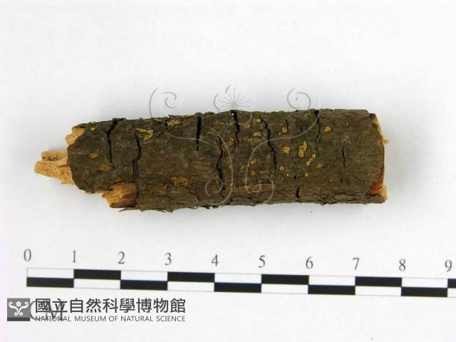 登錄號:F0020855藏品圖，第1張