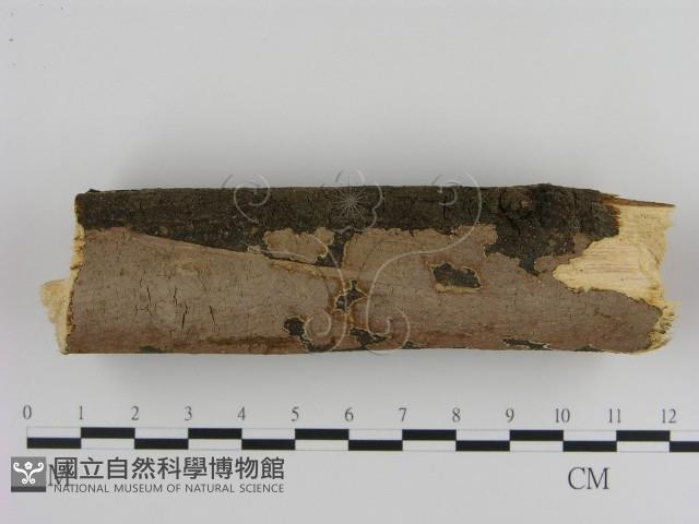 刺革菌屬藏品圖，第1張