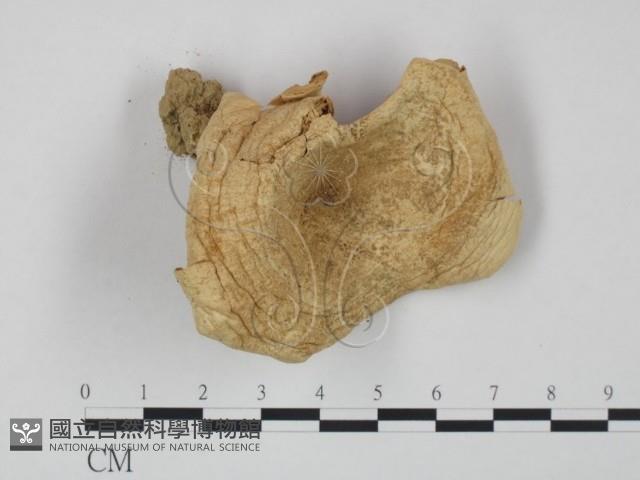 登錄號:F0010855藏品圖，第1張