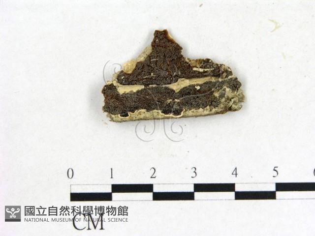 登錄號:F0006855藏品圖，第1張