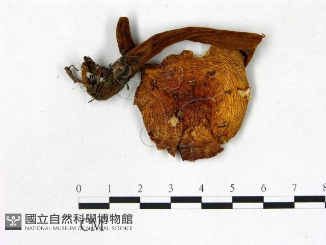 登錄號:F0021855藏品圖，第1張